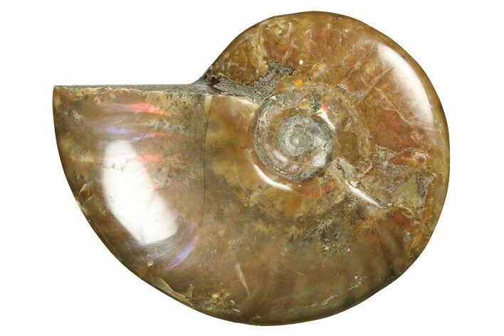 Red Flash Ammonite Fossil - Madagascar #187253